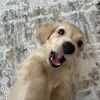 glendadoglover